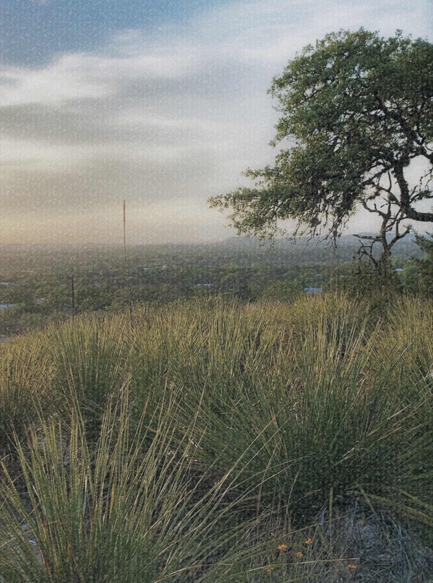 A hillside of spiky grasses and a twisted tree looking out over a wide Texas valley